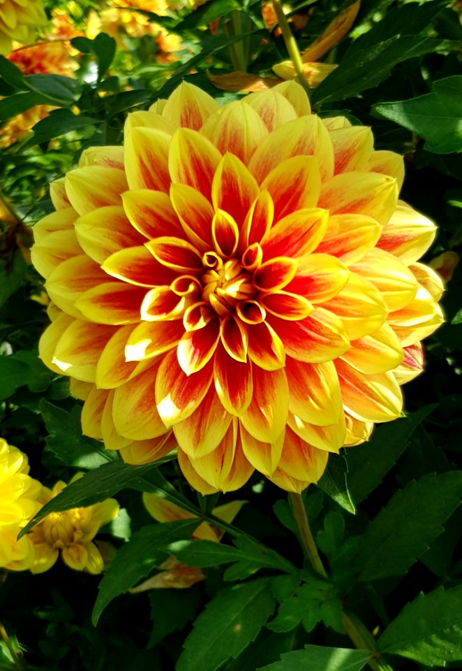 Flower Plant Flowering Plant Dahlia