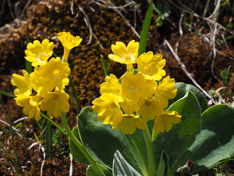 Yellow primula auricula primrose