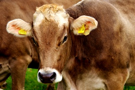 Cattle Like Mammal Grazing Horn Pasture