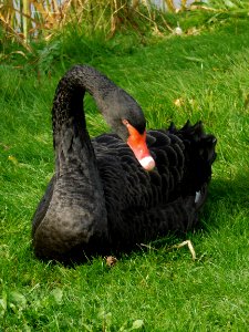 Black Swan Fauna Bird Water Bird