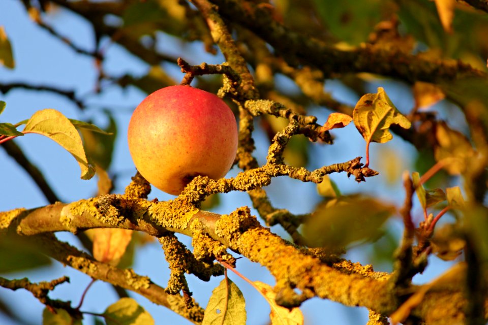 Fruit Tree Fruit Branch Tree