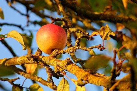 Fruit Tree Fruit Branch Tree