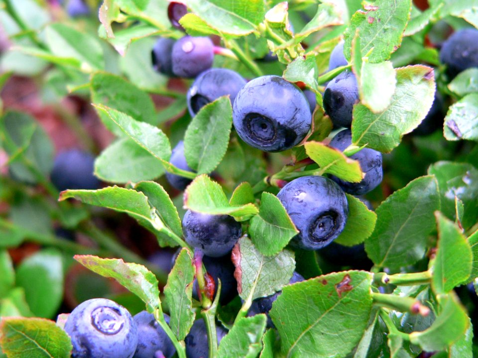 Plant Blueberry Berry Huckleberry