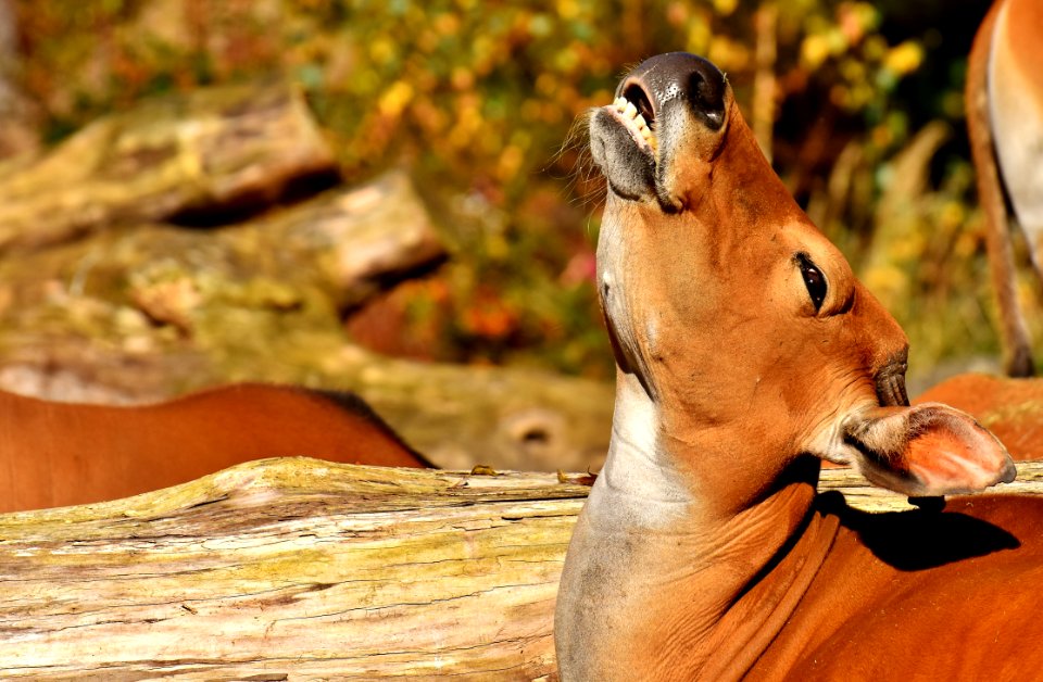 Mammal Dog Breed Wildlife Snout