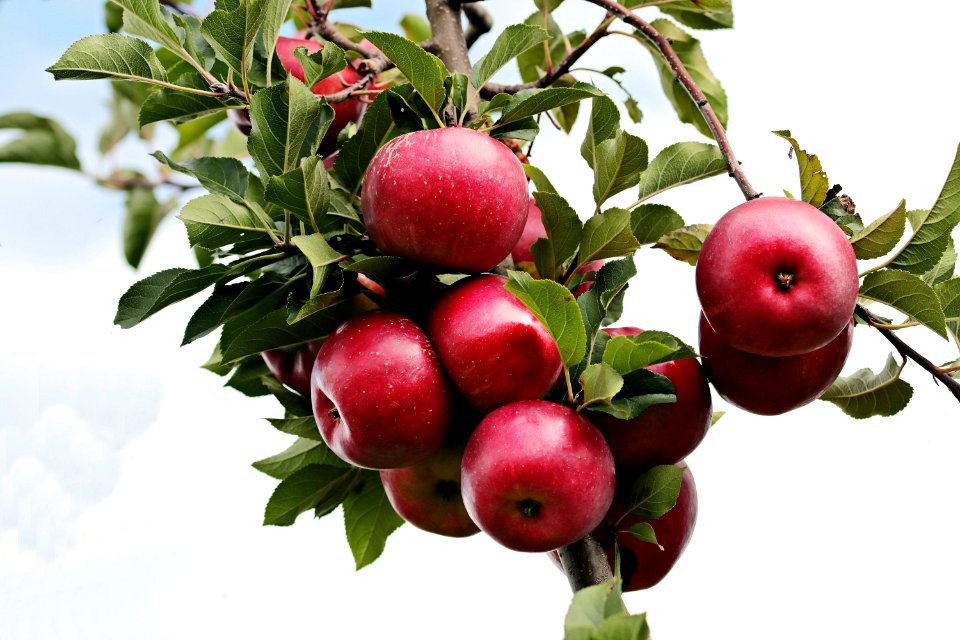 Fruit Apple Produce Natural Foods