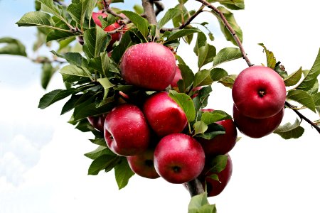 Fruit Apple Produce Natural Foods