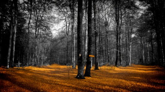 Forest Nature Woodland Path photo