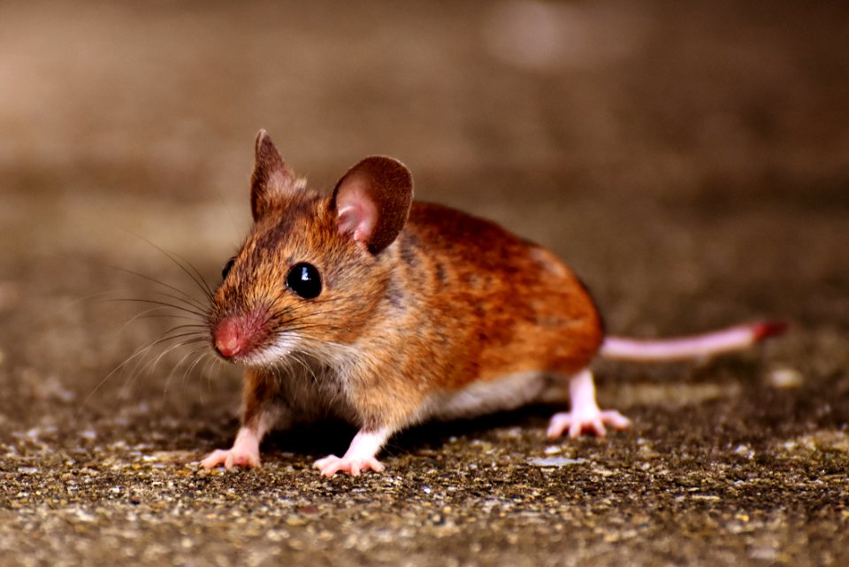 Mouse Fauna Muridae Mammal