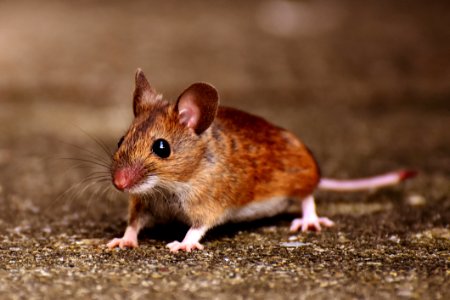 Mouse Fauna Muridae Mammal photo
