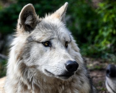Wolf Wildlife Mammal Fauna photo