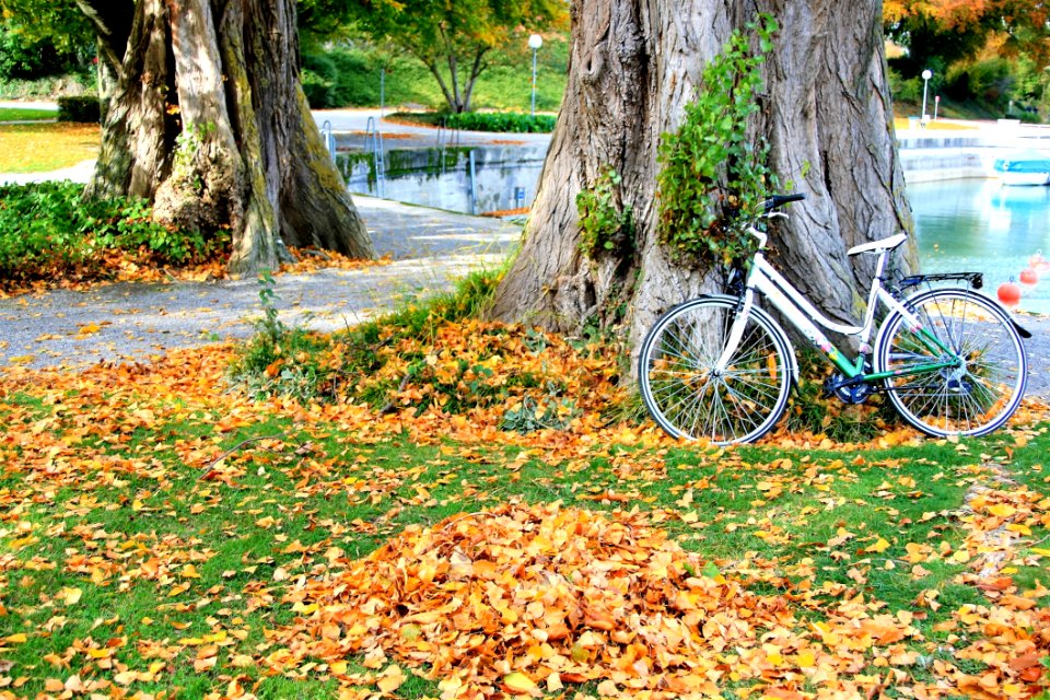 Yellow Tree Road Bicycle Leaf
