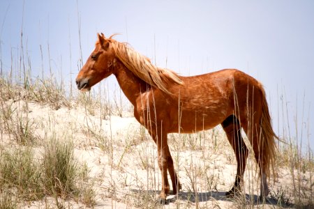 Horse Mane Ecosystem Mare photo