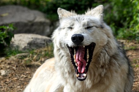 Facial Expression Wildlife Wolf Fauna photo