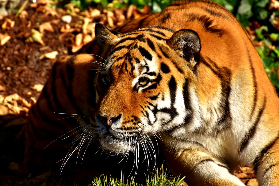 Tiger Wildlife Terrestrial Animal Mammal