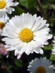 Flower yellow spring