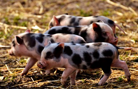 Pig Like Mammal Pig Domestic Pig Fauna photo