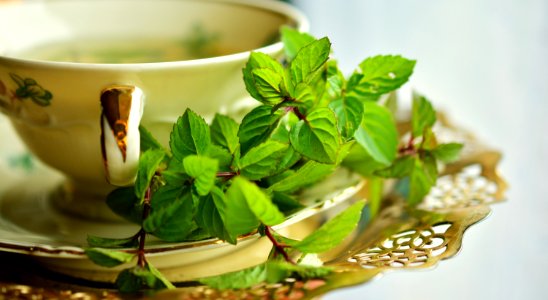 Herb Herbalism Cup Tea