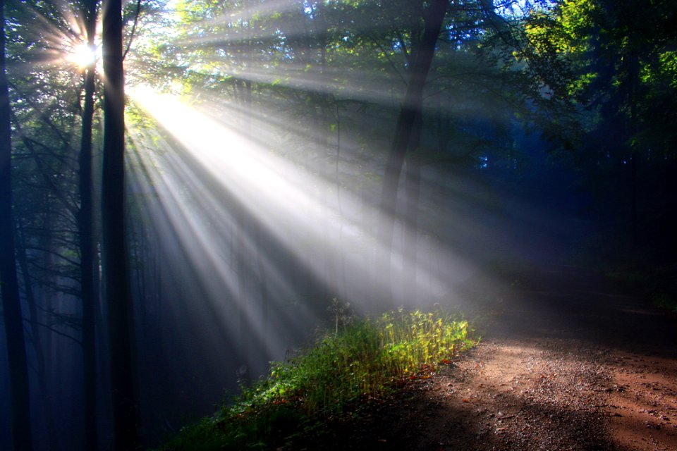 Nature Forest Sunlight Woodland