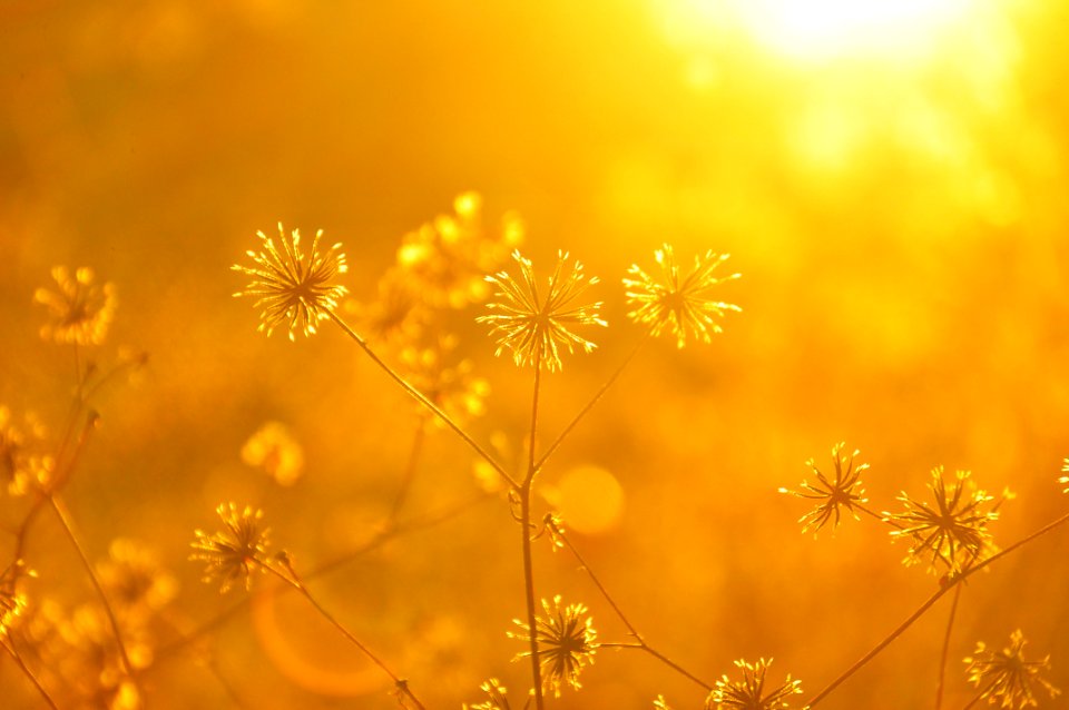 Yellow Flora Sunlight Morning