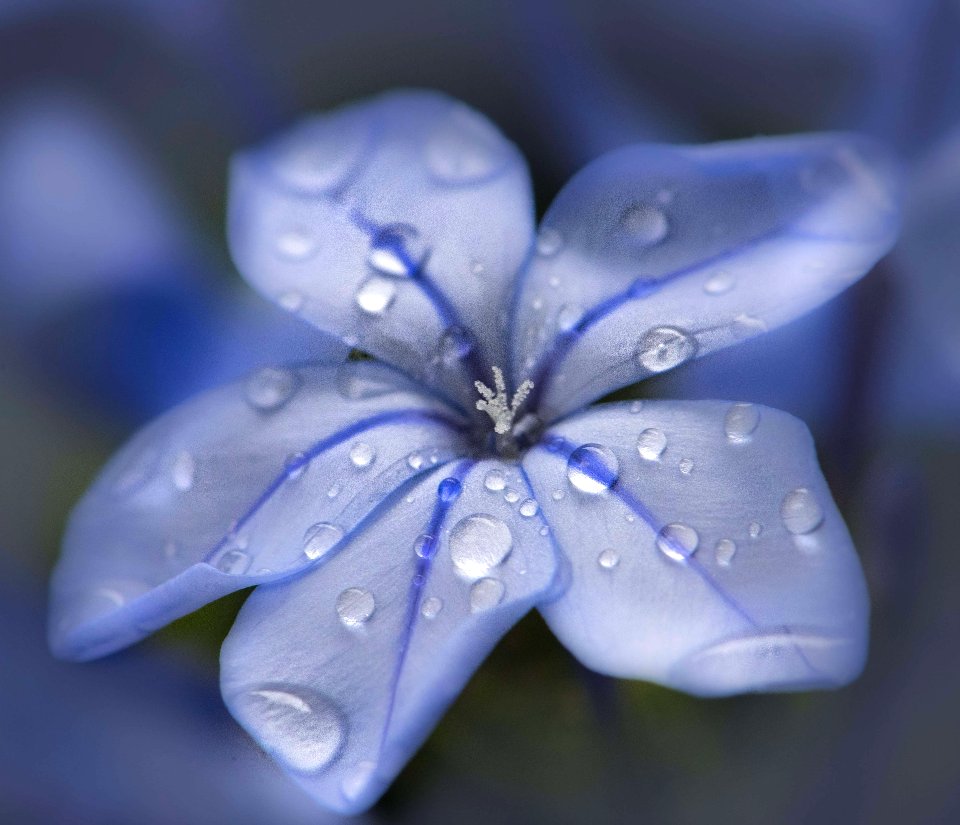 Blue White Flower Flora