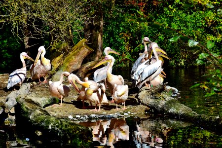 Pelican Bird Fauna Nature Reserve
