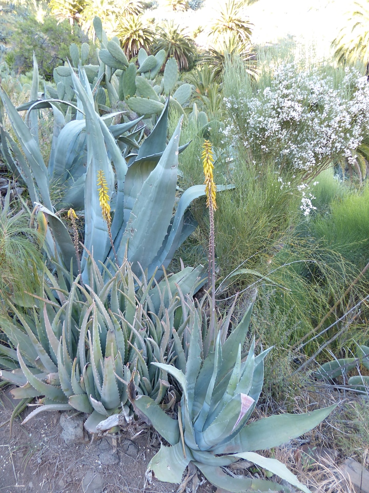 Plant yellow flower