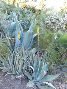 Plant yellow flower