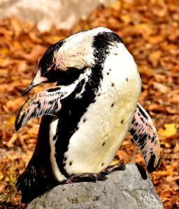 Penguin Bird Flightless Bird Beak