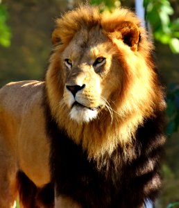 Lion Wildlife Terrestrial Animal Mammal