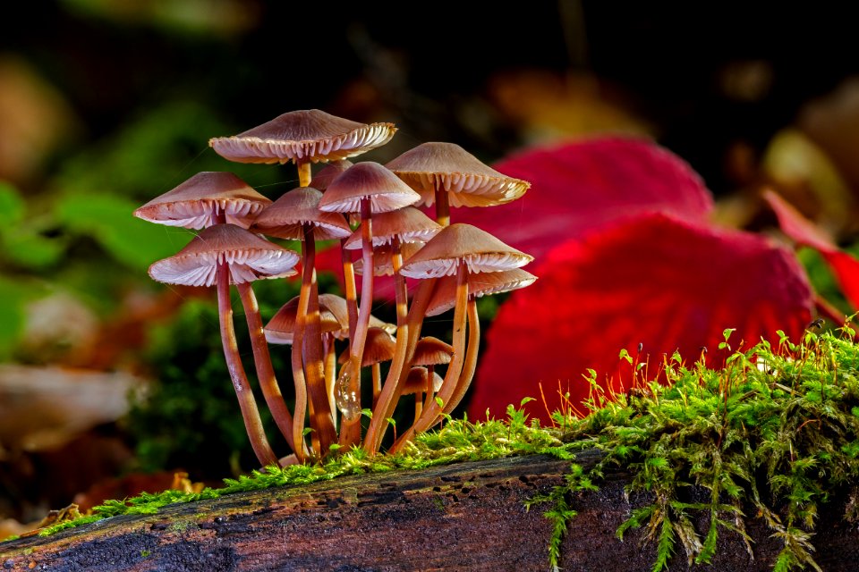Flora Fungus Plant Leaf