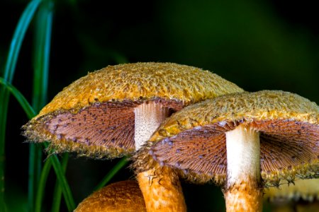 Fungus Mushroom Edible Mushroom Agaricaceae
