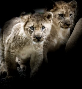 Wildlife Lion Mammal Fauna