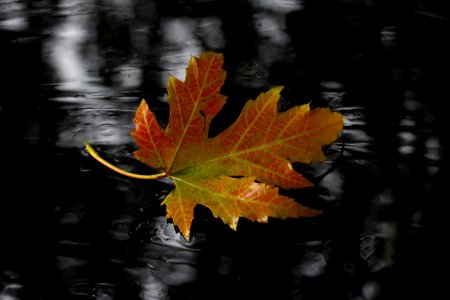 Leaf Maple Leaf Autumn Tree