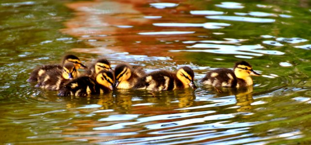 Duck Bird Water Bird Water