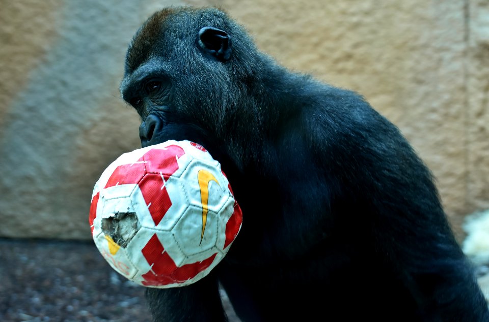Great Ape Mammal Common Chimpanzee Chimpanzee
