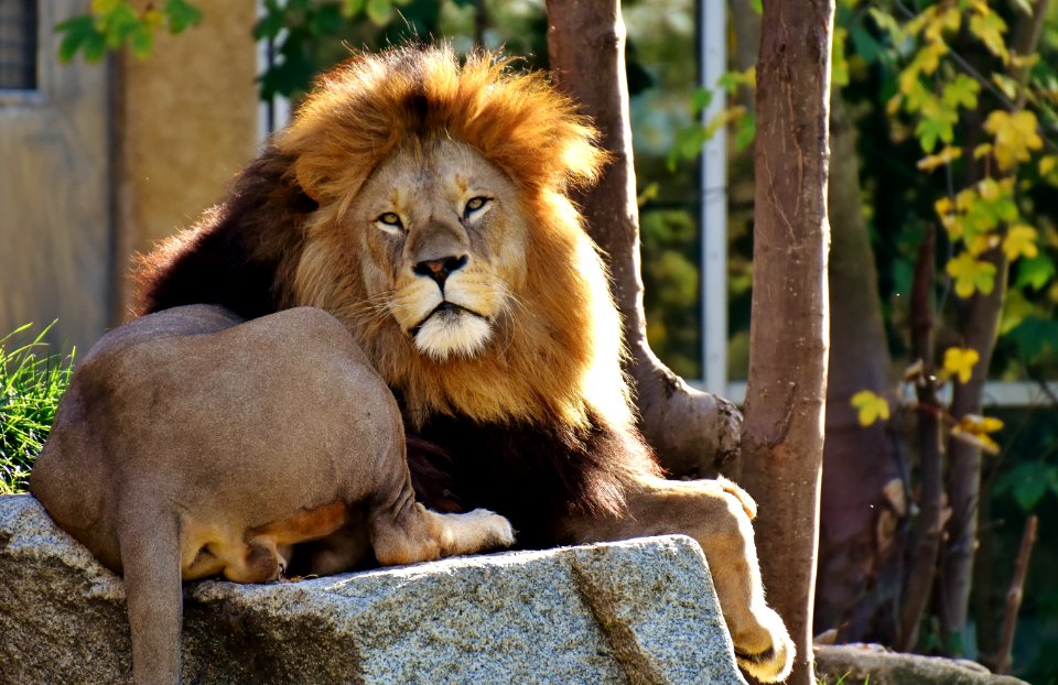 Wildlife Lion Fauna Terrestrial Animal