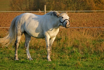 Horse Mane Horse Like Mammal Stallion