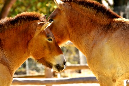 Fauna Wildlife Horse Like Mammal Mane