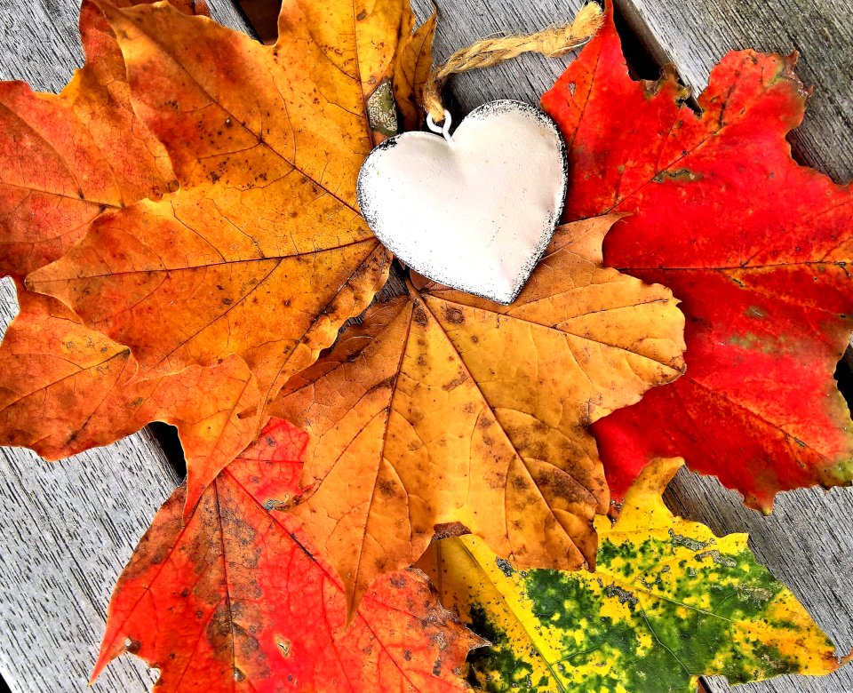 Leaf Maple Leaf Autumn Tree