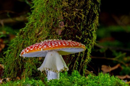 Fungus Mushroom Agaric Penny Bun