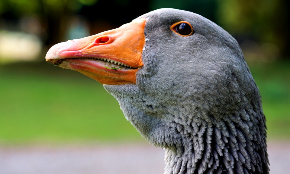 Beak Bird Water Bird Fauna