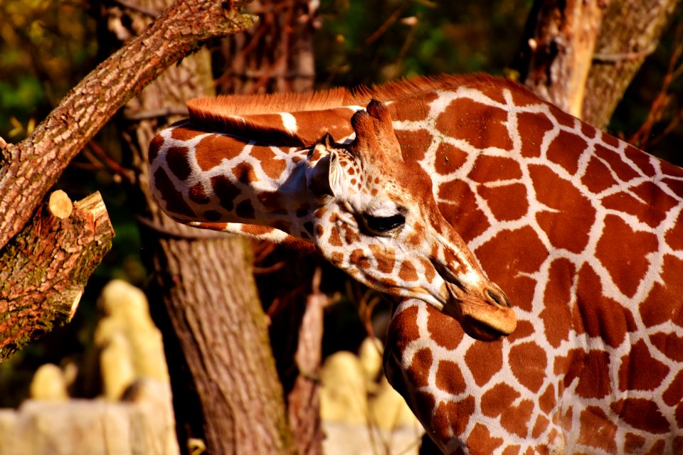 Giraffe Terrestrial Animal Fauna Wildlife