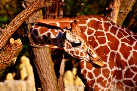 Giraffe Terrestrial Animal Fauna Wildlife