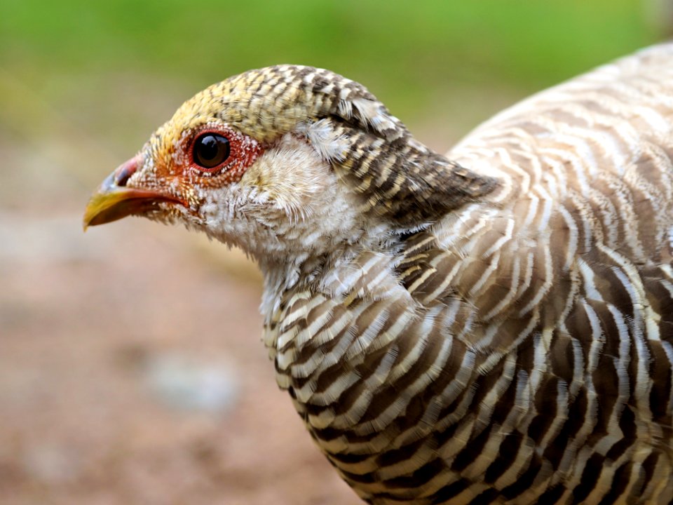 Beak Bird Galliformes Fauna
