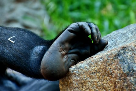 Mammal Great Ape Organism Primate
