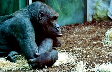 Great Ape Fauna Mammal Chimpanzee photo