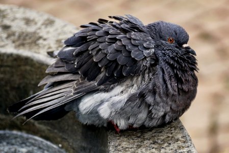 Bird Fauna Pigeons And Doves Beak
