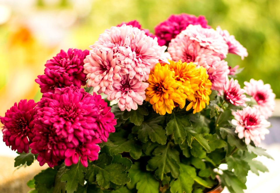 Flower Flowering Plant Plant Floristry