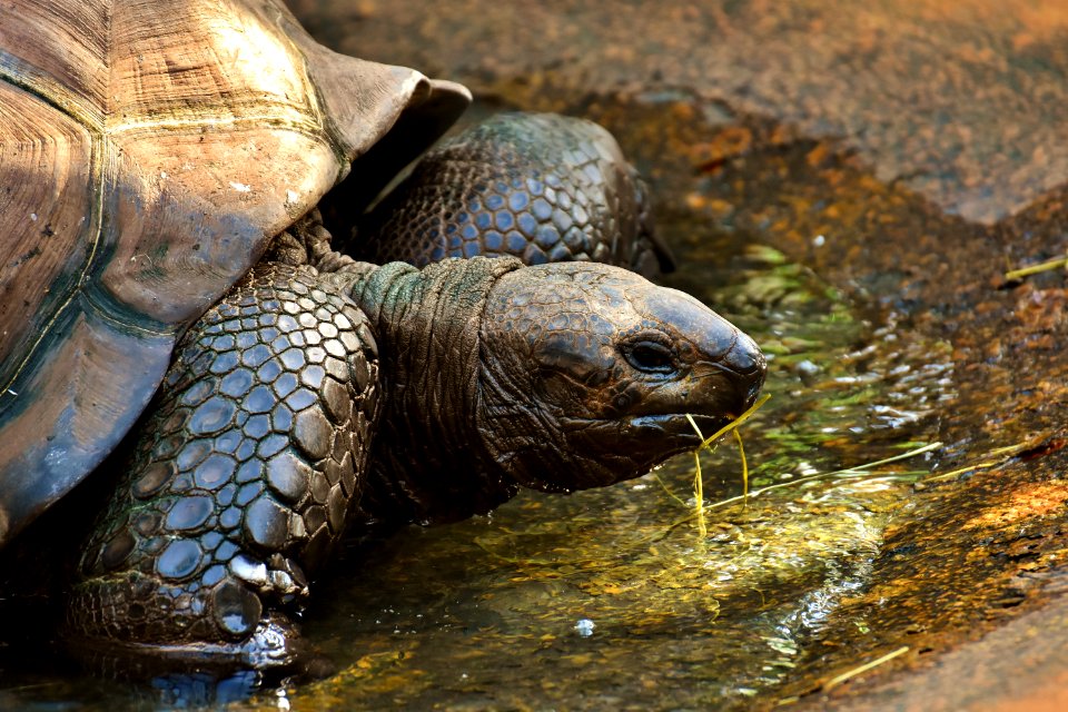 Tortoise Turtle Terrestrial Animal Emydidae