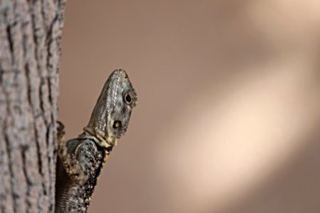 Reptile Lizard Scaled Reptile Close Up photo